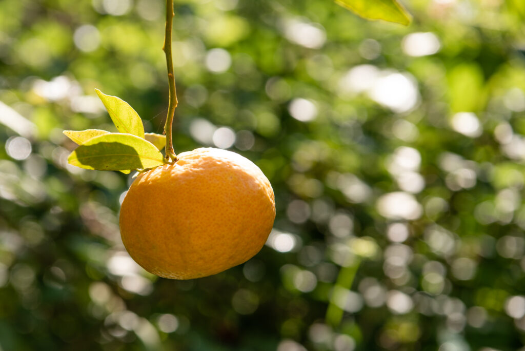 Szicíliai mandarin