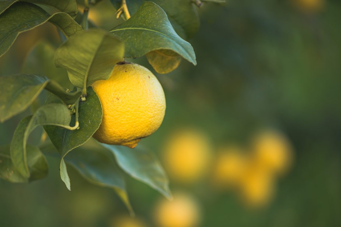 Szicíliai citromok a fán