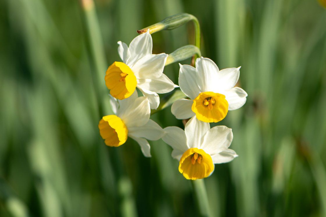 Vadon élő nárciszok Szicílián