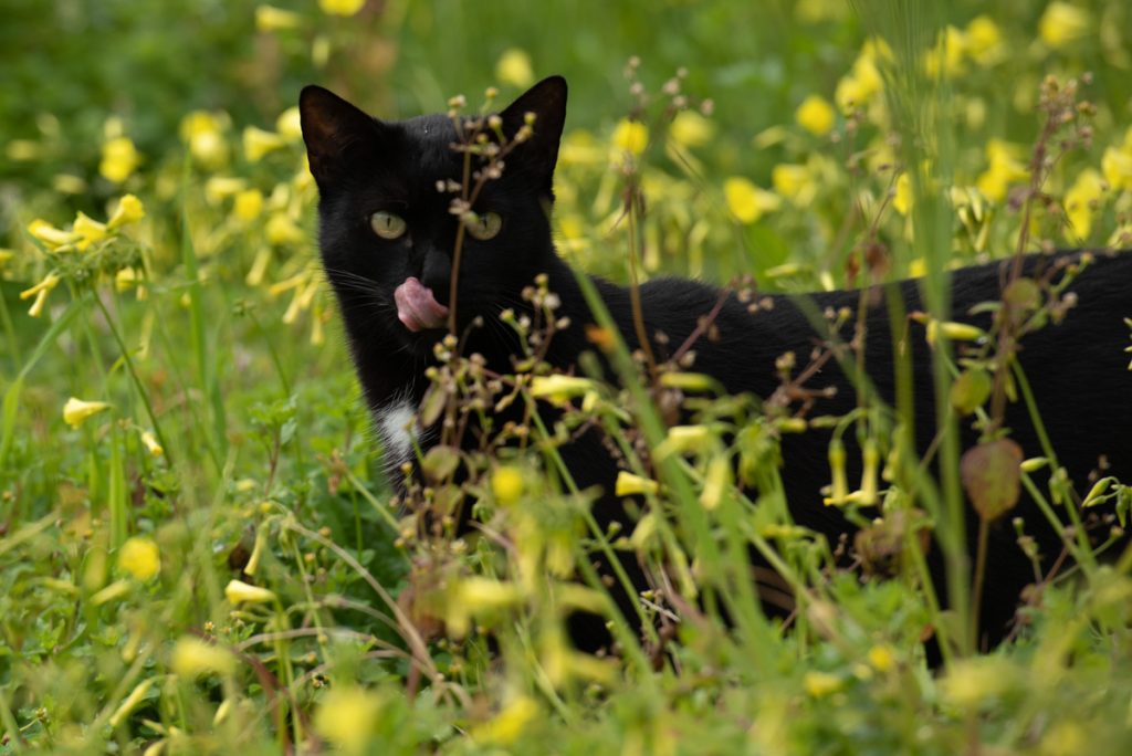 Tavasz Szicílián - Jancsi cica a virágok között