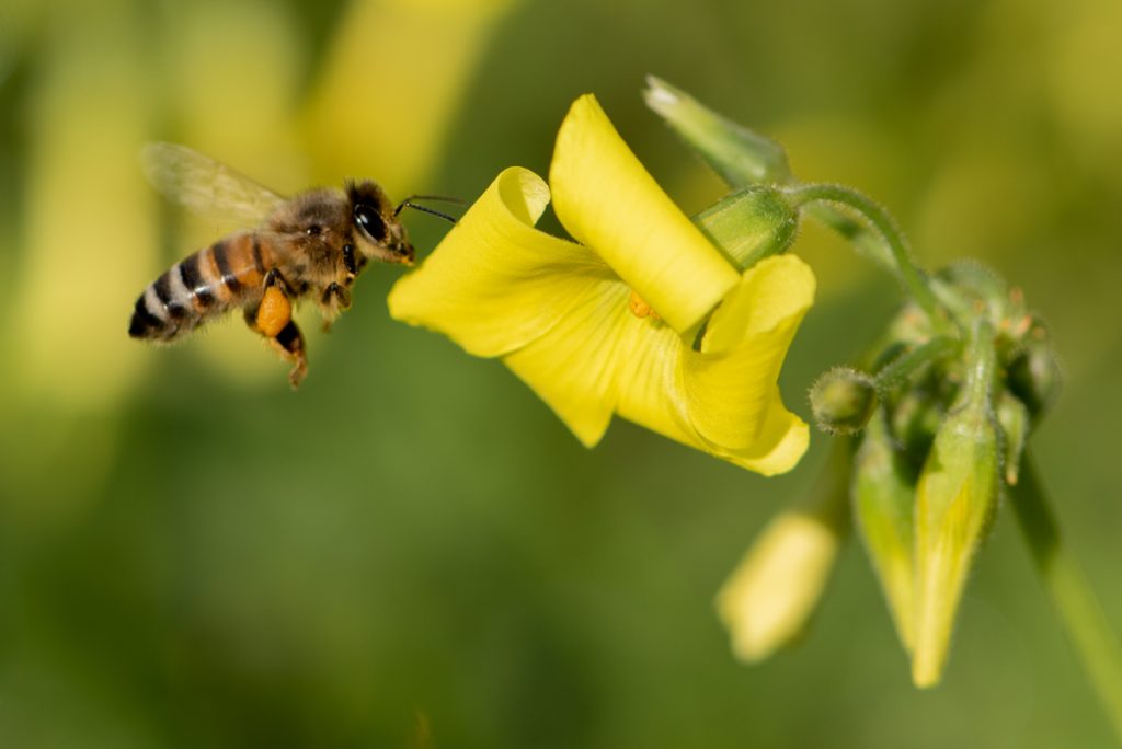 Tavasz Szicílián - méhecske egy sárga virágon
