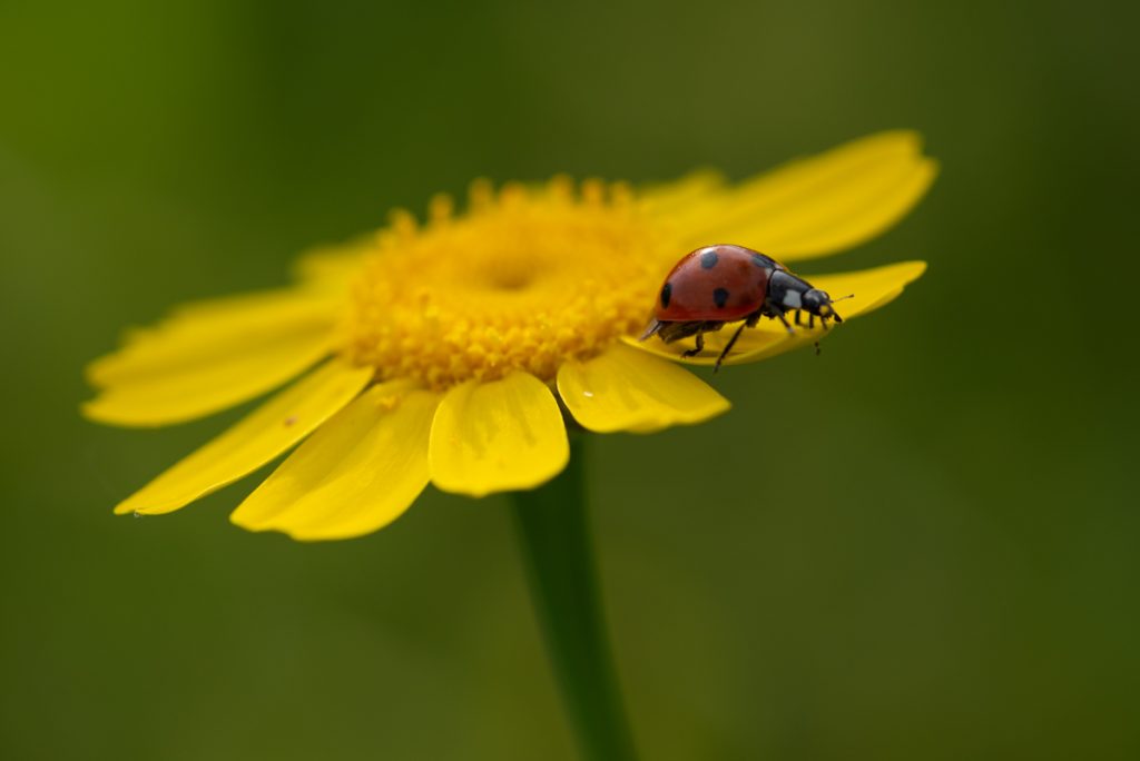 Tavasz Szicílián - katica egy sárga virágon