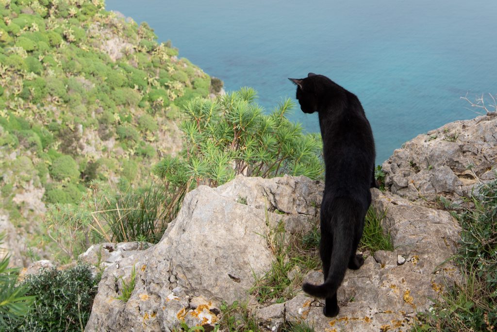 Tavasz Szicílián - Jancsi cica a tengert nézi