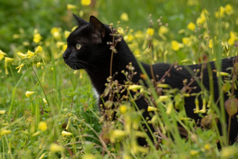 Tavasz Szicílián - Jancsi cica a virágok között